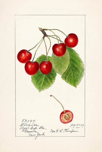 Cherry Blossom Botanical Print. poster