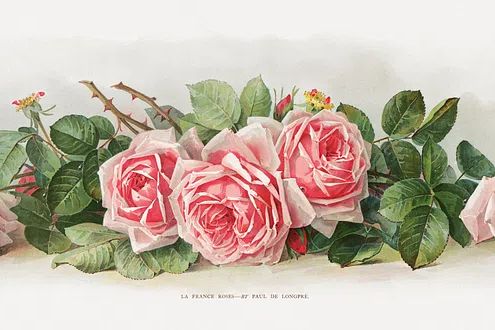 Pink Roses — Botanical Print. poster detail