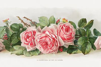 Pink Roses — Botanical Print. poster
