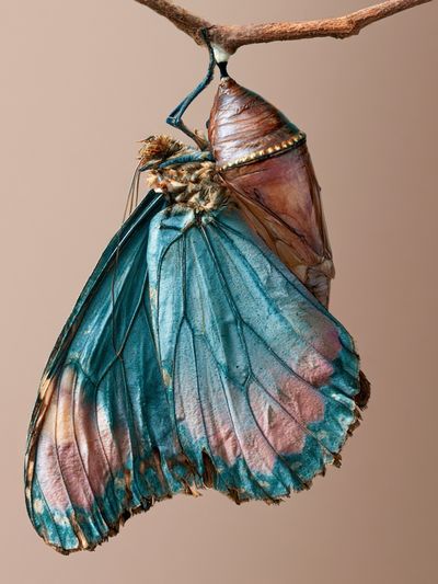 Butterfly Chrysalis Photography Poster.