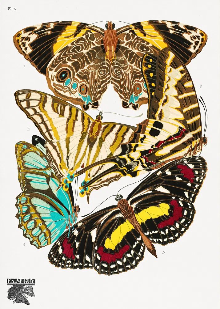 Butterfly Study Illustration Poster. poster — illustration art