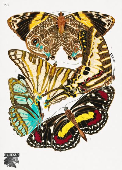 Butterfly Study Illustration Poster. poster print