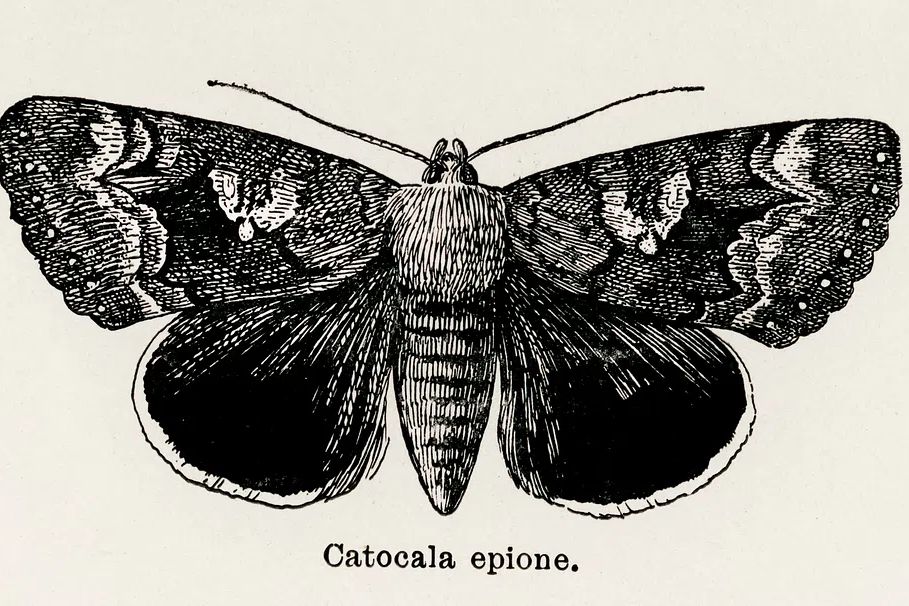 Epione Underwing (Catocala epione). Digitally. poster — botanical art
