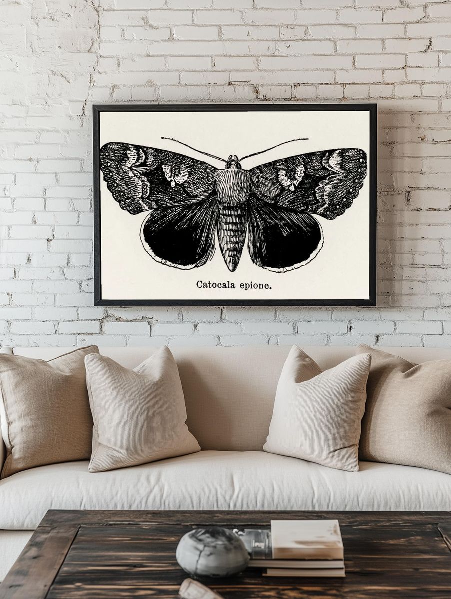 Epione Underwing (Catocala epione). Digitally. — room view 1