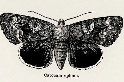 Epione Underwing (Catocala epione). Digitally.