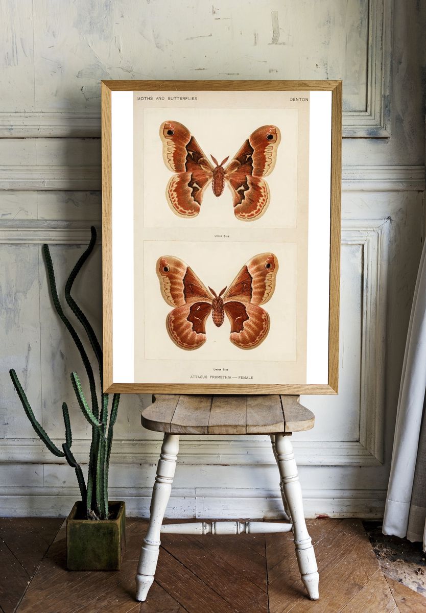 Promethea Silkmoth - Female. room preview