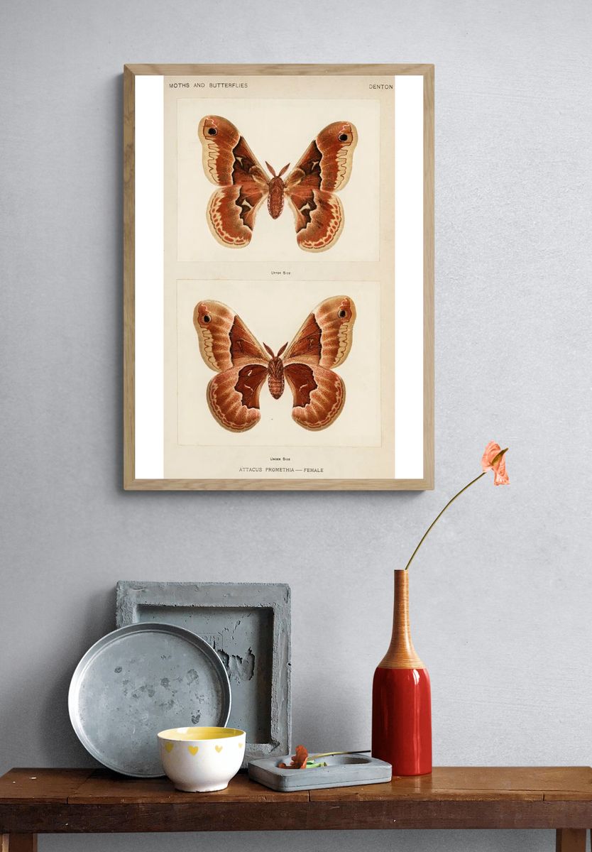 Promethea Silkmoth - Female. — room view 3