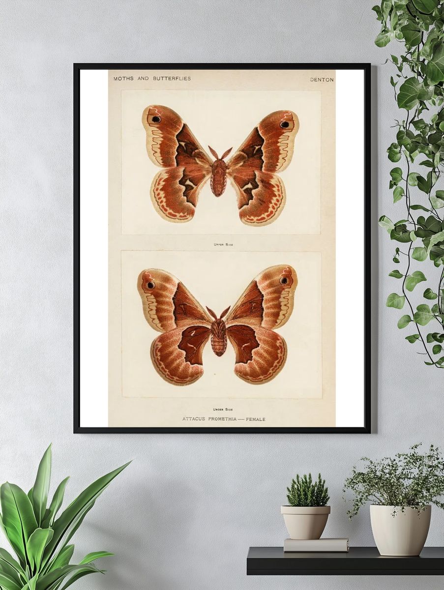 Promethea Silkmoth - Female. — room view 4