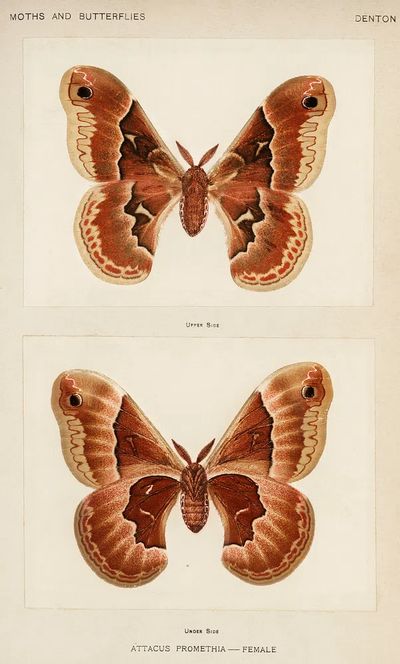 Promethea Silkmoth - Female.
