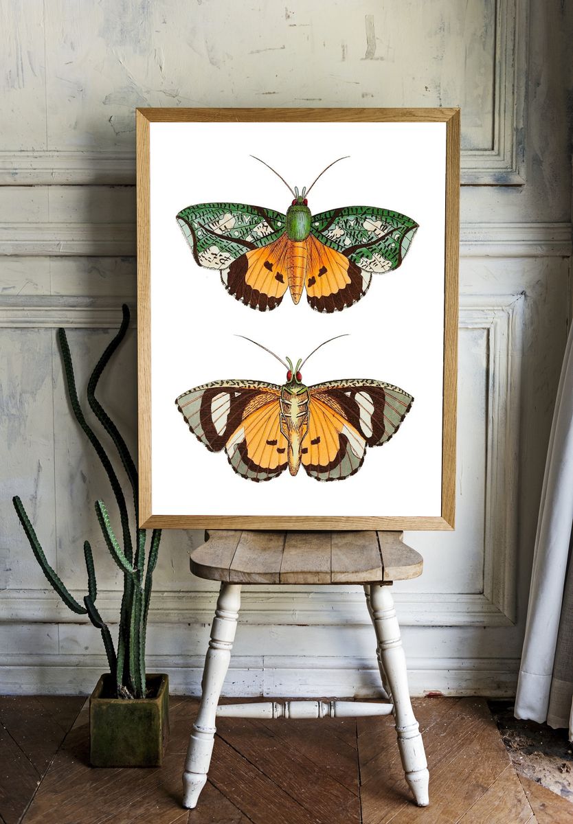 Hypermnestra moth illustration Naturalist's Miscellany. room preview