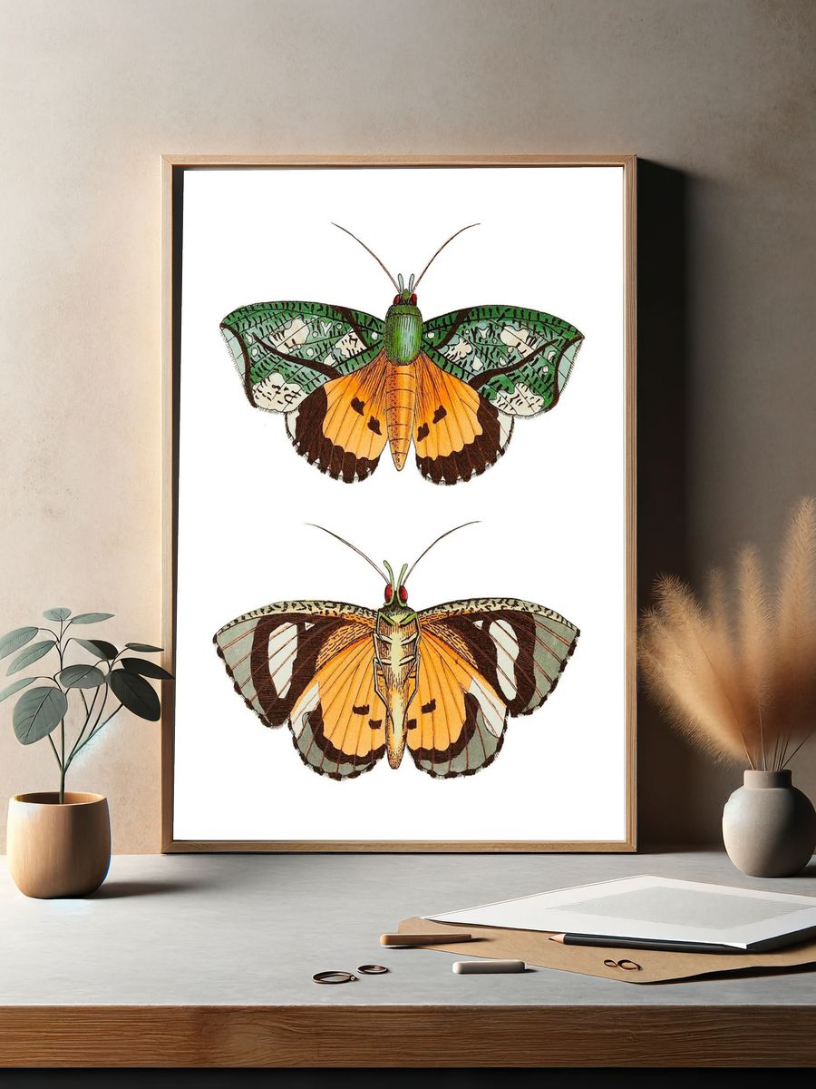 Hypermnestra moth illustration Naturalist's Miscellany. — room view 2