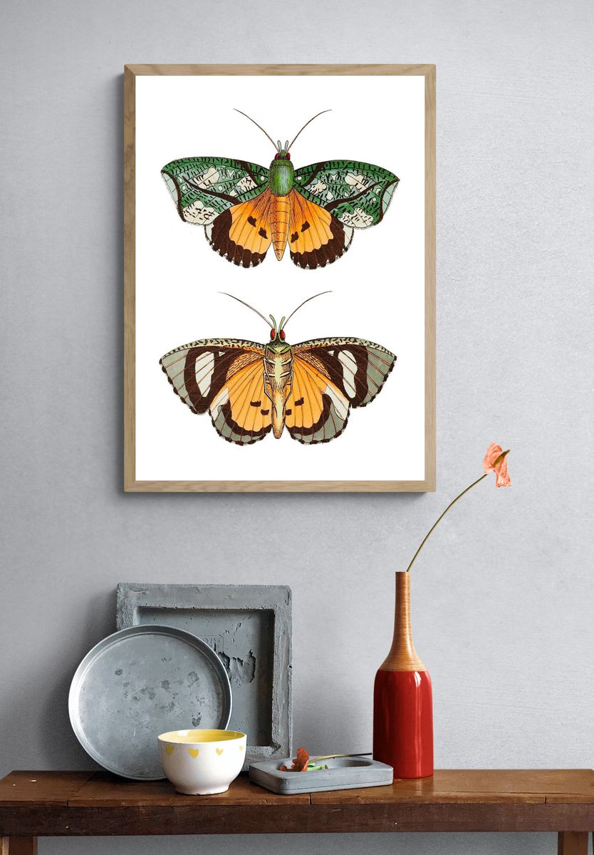 Hypermnestra moth illustration Naturalist's Miscellany. — room view 3