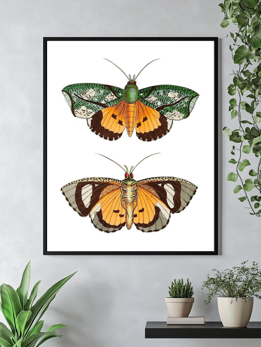 Hypermnestra moth illustration Naturalist's Miscellany. — room view 4