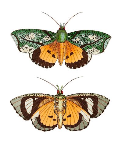 Hypermnestra moth illustration Naturalist's Miscellany.