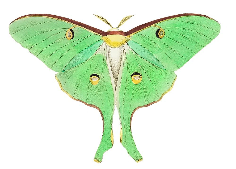 Luna Large pea-green phalaena illustration. poster — botanical art
