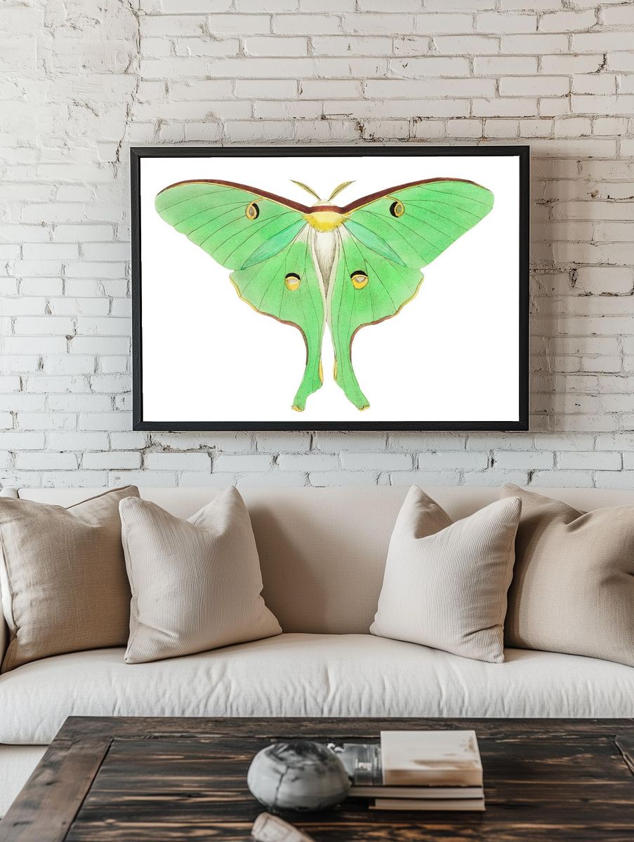 Luna Large pea-green phalaena illustration. — room view 1