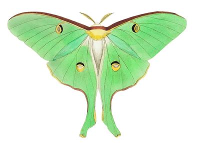 Luna Large pea-green phalaena illustration.