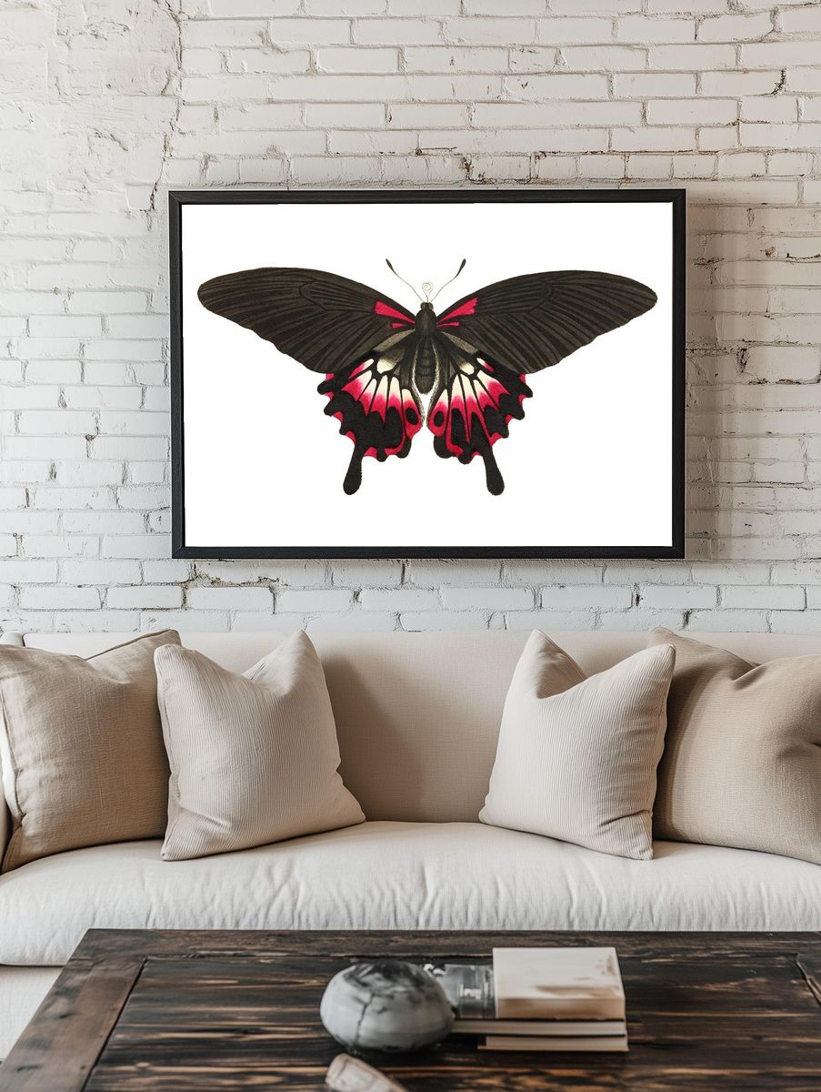 Caudated brown butterfly Great dusky. room preview