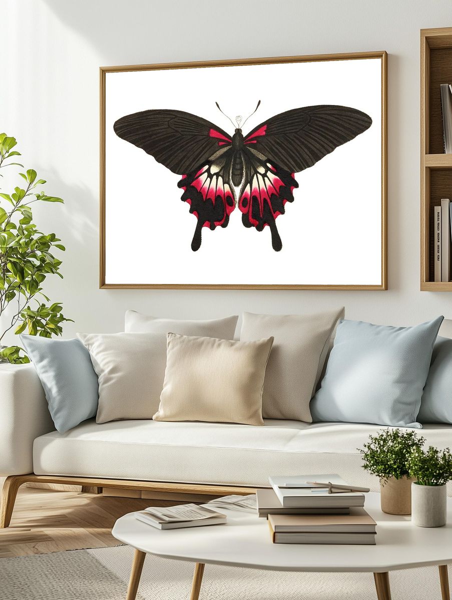 Caudated brown butterfly Great dusky. — room view 2