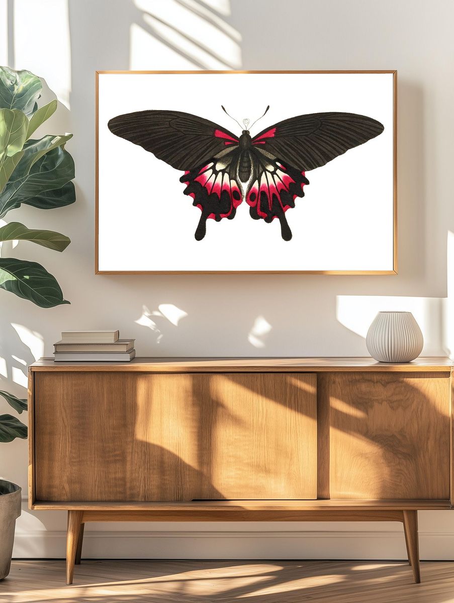 Caudated brown butterfly Great dusky. — room view 3