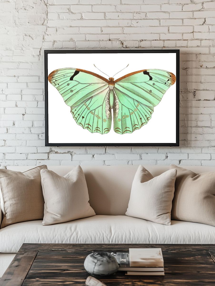 Papilio laertes Laertes butterfly illustration. — room view 1