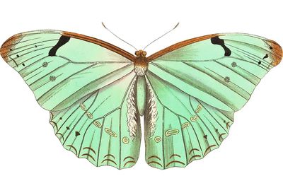 Papilio laertes Laertes butterfly illustration.