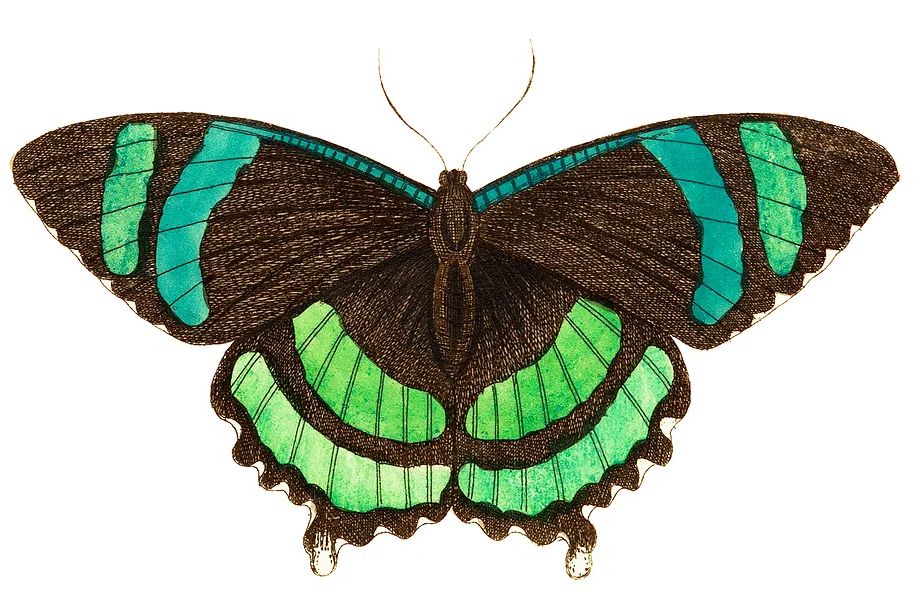 Green-banded tailed butterfly Orontes illustration. poster detail