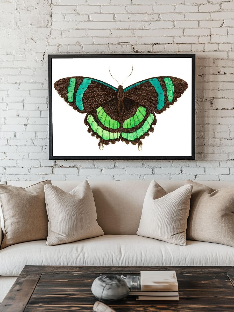 Green-banded tailed butterfly Orontes illustration. room preview