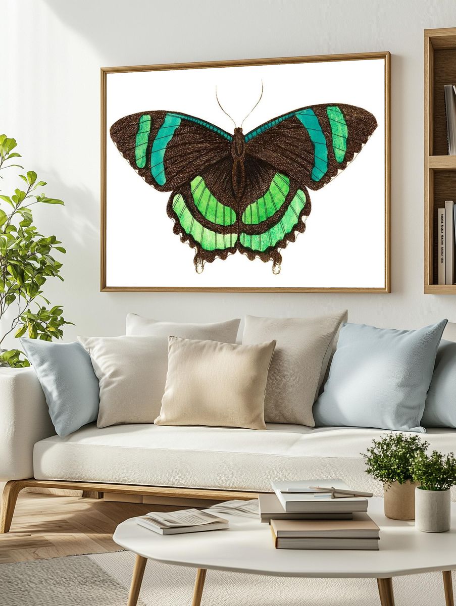 Green-banded tailed butterfly Orontes illustration. — room view 2