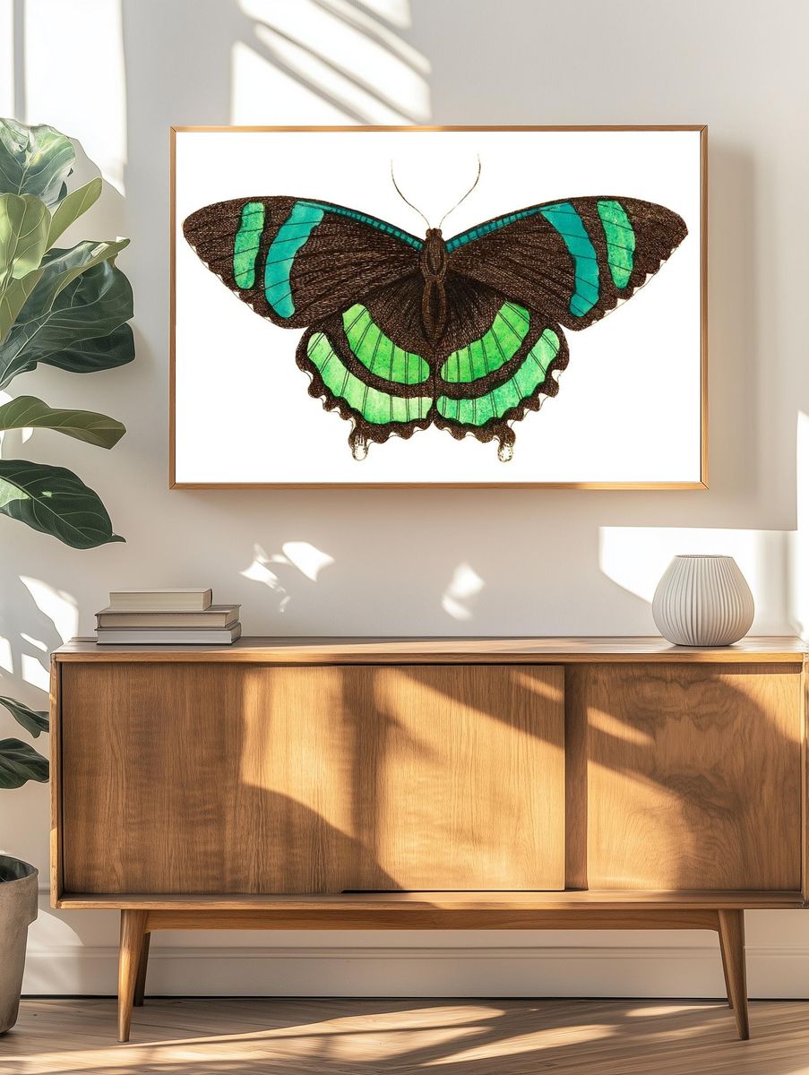 Green-banded tailed butterfly Orontes illustration. — room view 3