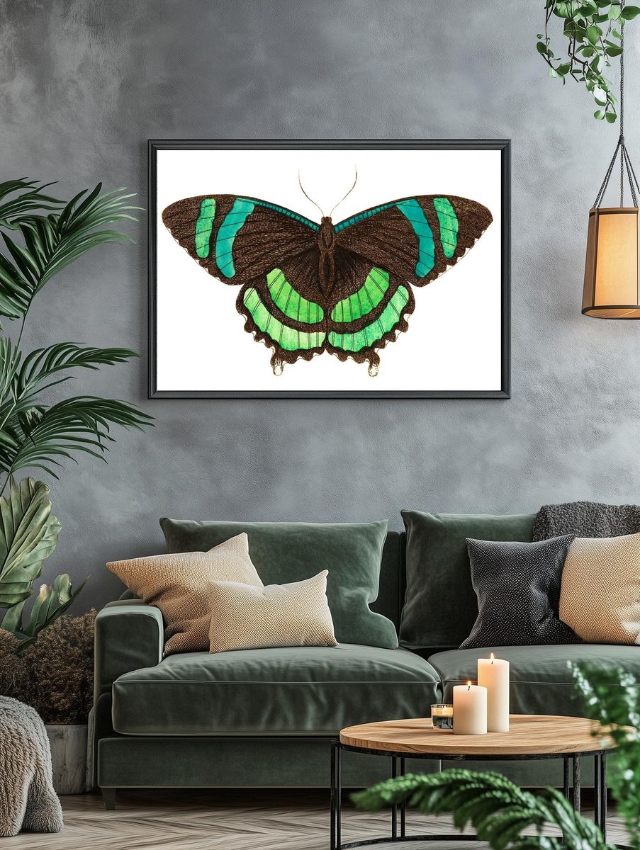 Green-banded tailed butterfly Orontes illustration. — room view 4