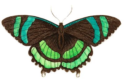 Green-banded tailed butterfly Orontes illustration. poster