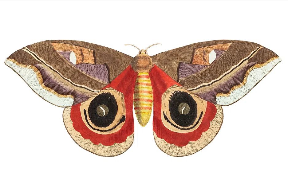 Automeris Janus illustration Naturalist's Miscellany. poster detail