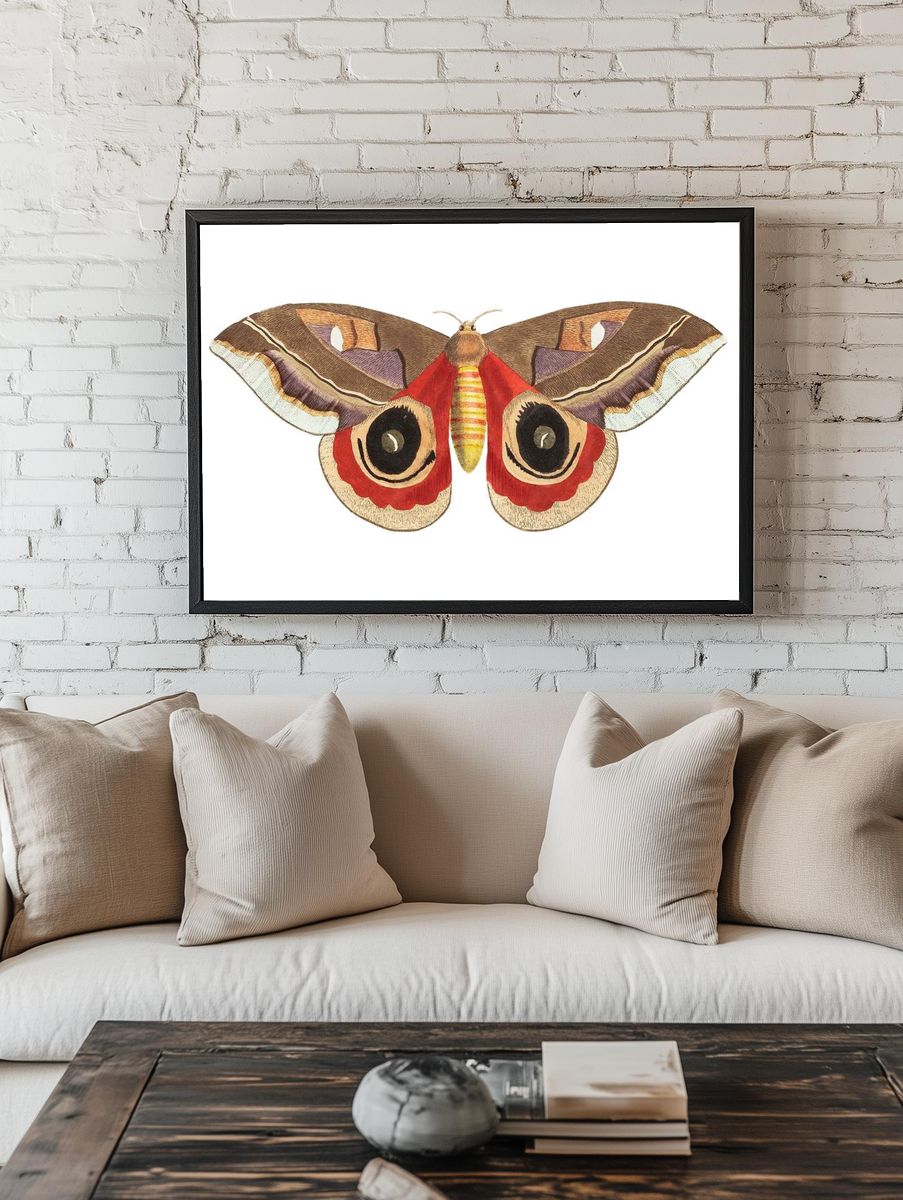Automeris Janus illustration Naturalist's Miscellany. room preview