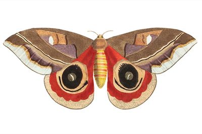 Automeris Janus illustration Naturalist's Miscellany.