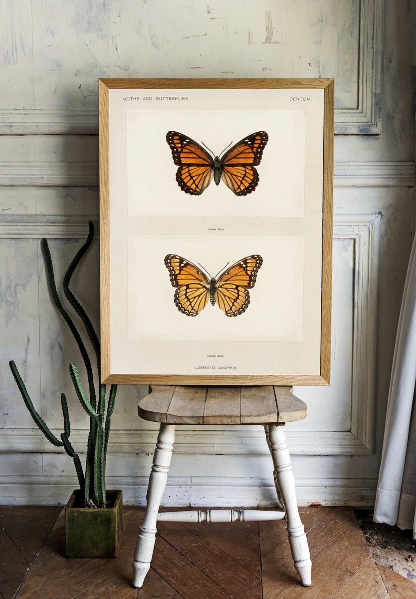 Viceroy (Limenitis Disippus). room preview