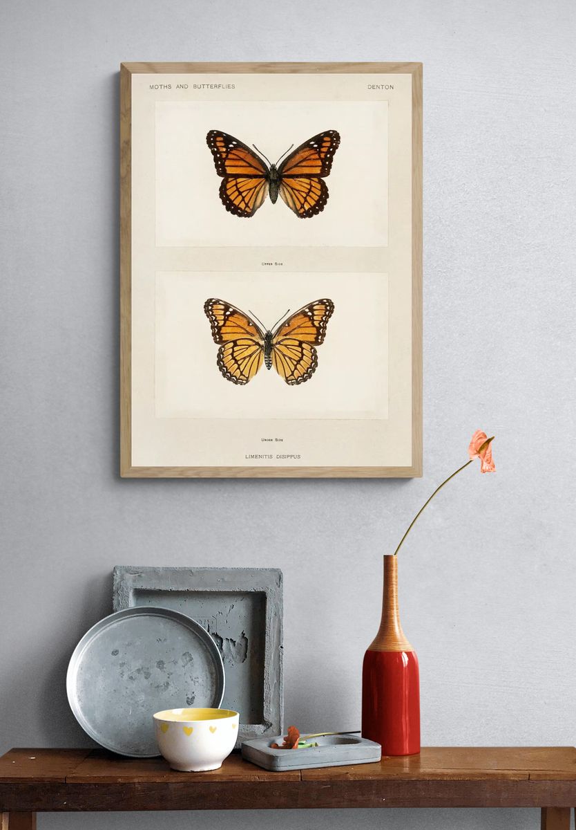 Viceroy (Limenitis Disippus). — room view 3