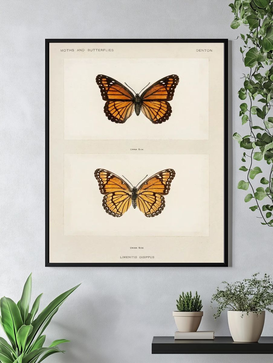 Viceroy (Limenitis Disippus). — room view 4