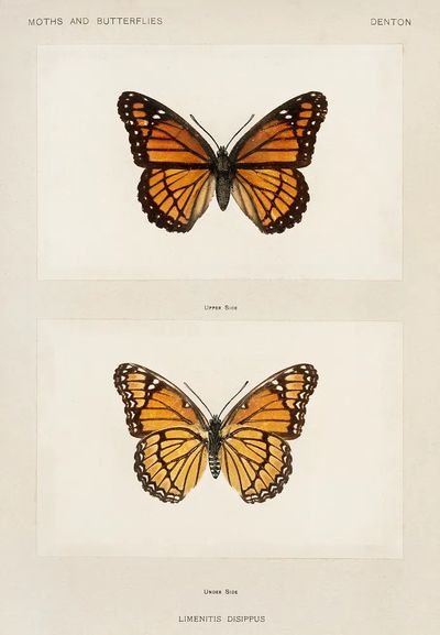 Viceroy (Limenitis Disippus).