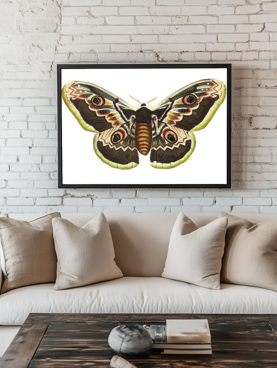 Great peacock moth satuania pyri. — room view 1