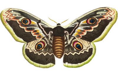 Great peacock moth satuania pyri.