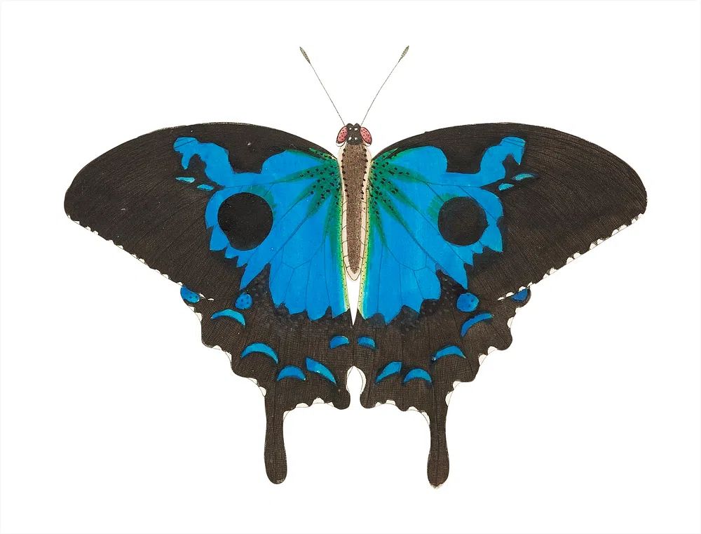 Papilio diomedes Ulysses butterfly illustration. poster — botanical art