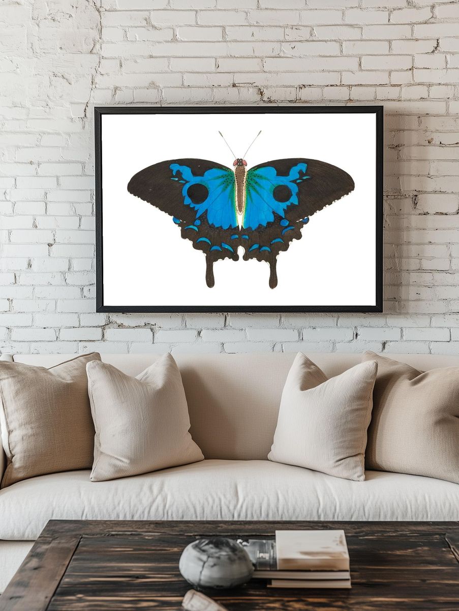 Papilio diomedes Ulysses butterfly illustration. room preview