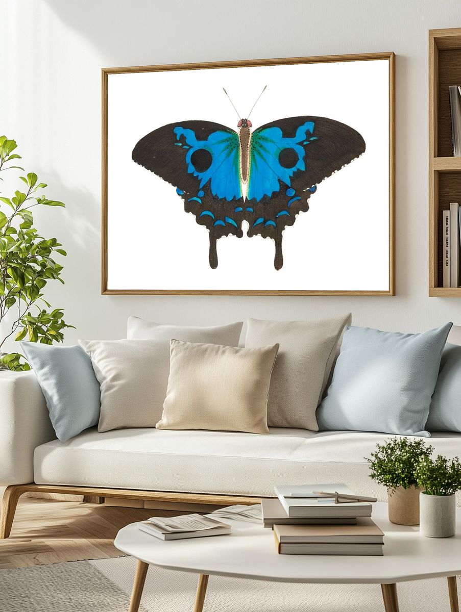 Papilio diomedes Ulysses butterfly illustration. — room view 2