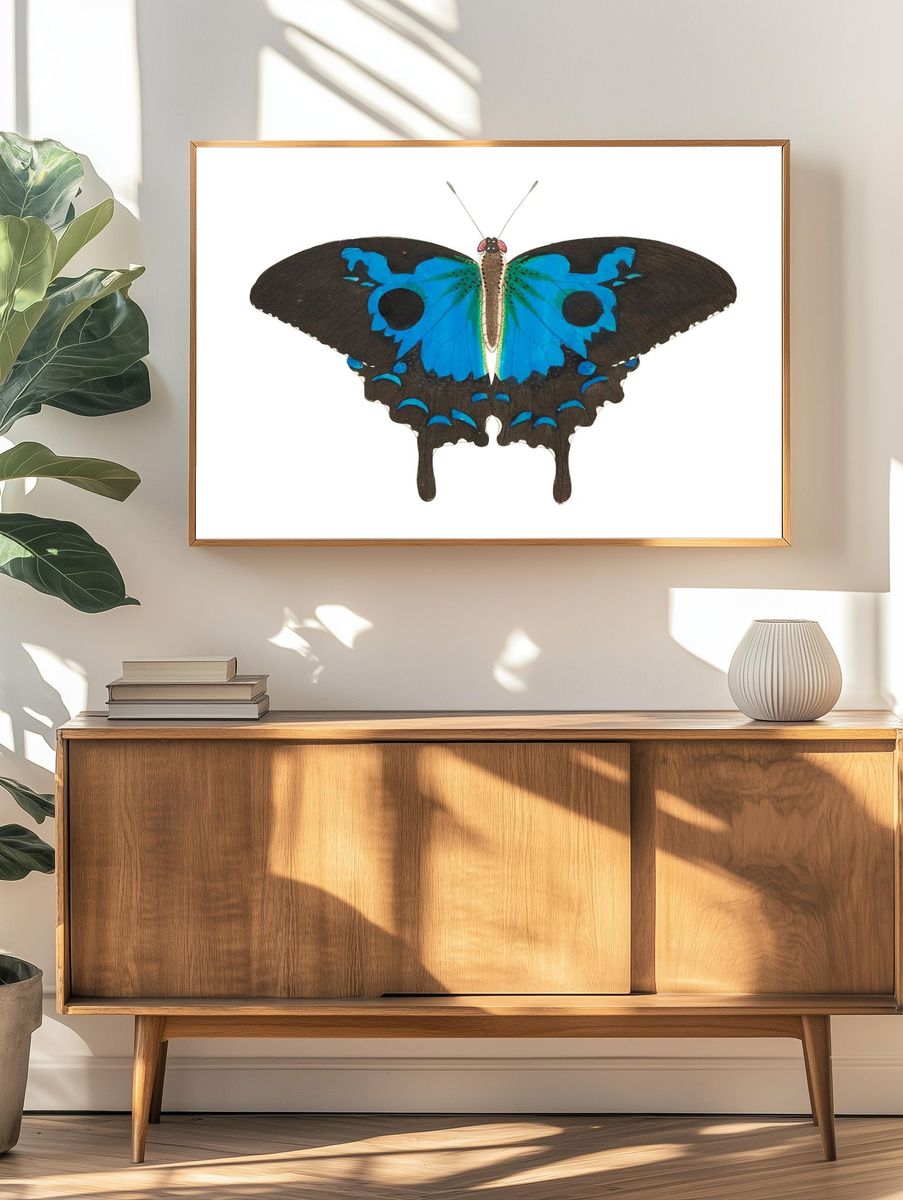 Papilio diomedes Ulysses butterfly illustration. — room view 3