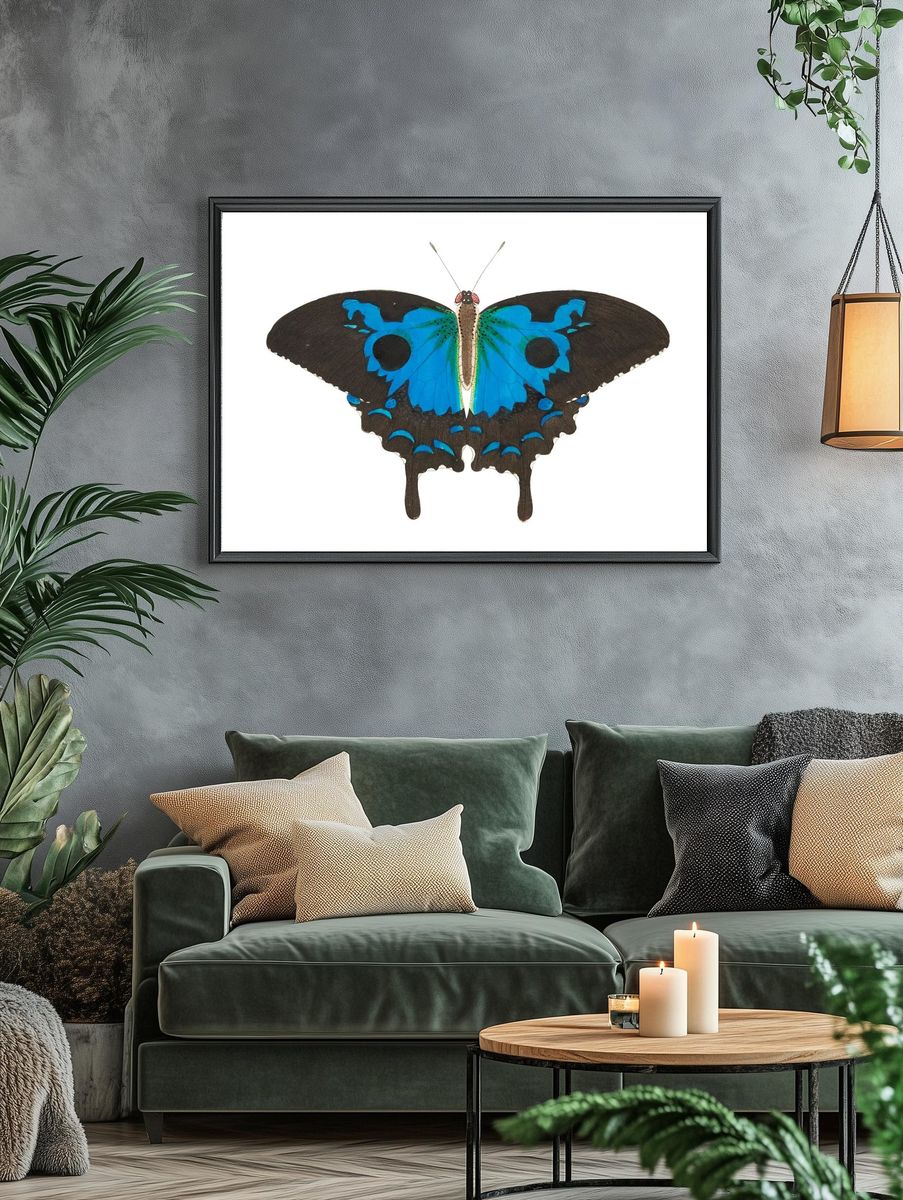 Papilio diomedes Ulysses butterfly illustration. — room view 4