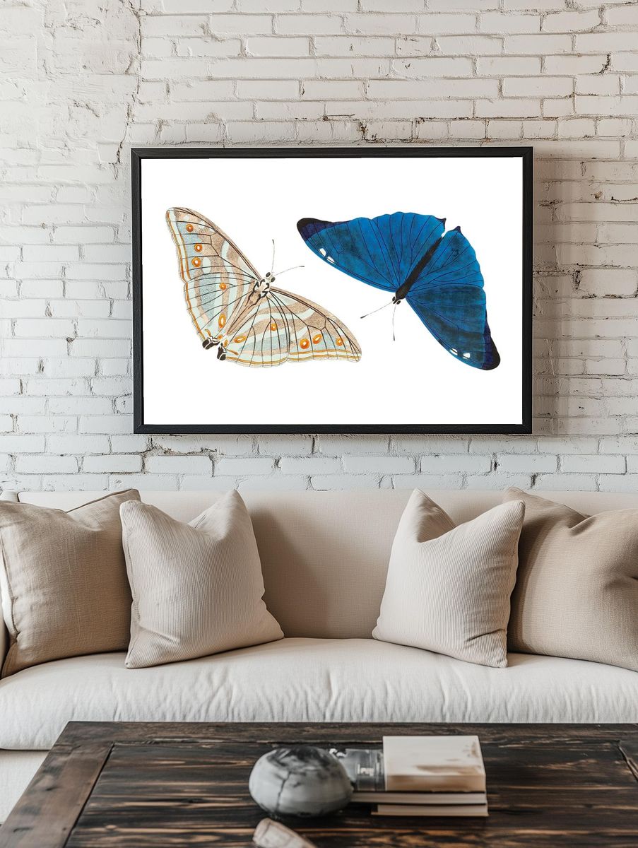 Adonis Bright-blue Butterfly illustration Naturalist's. — room view 1