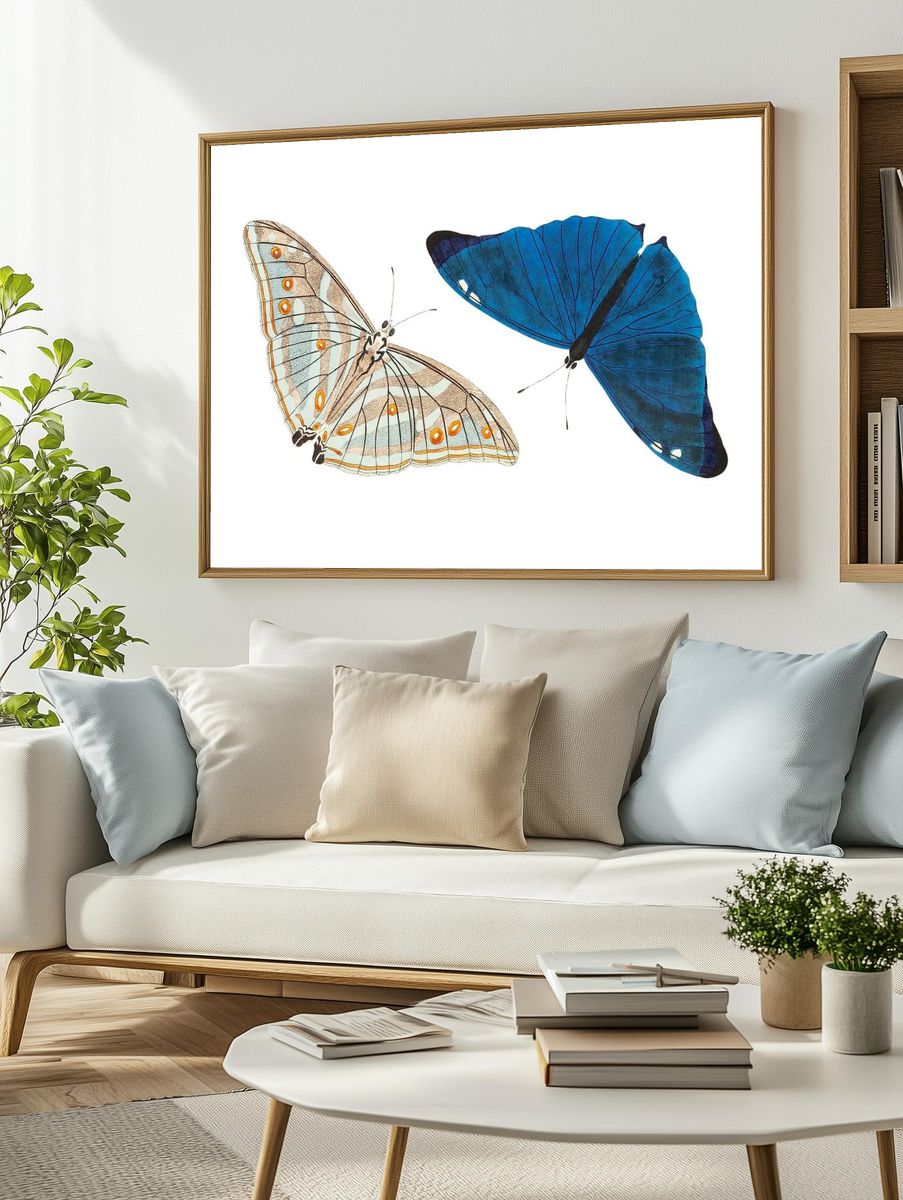 Adonis Bright-blue Butterfly illustration Naturalist's. — room view 2