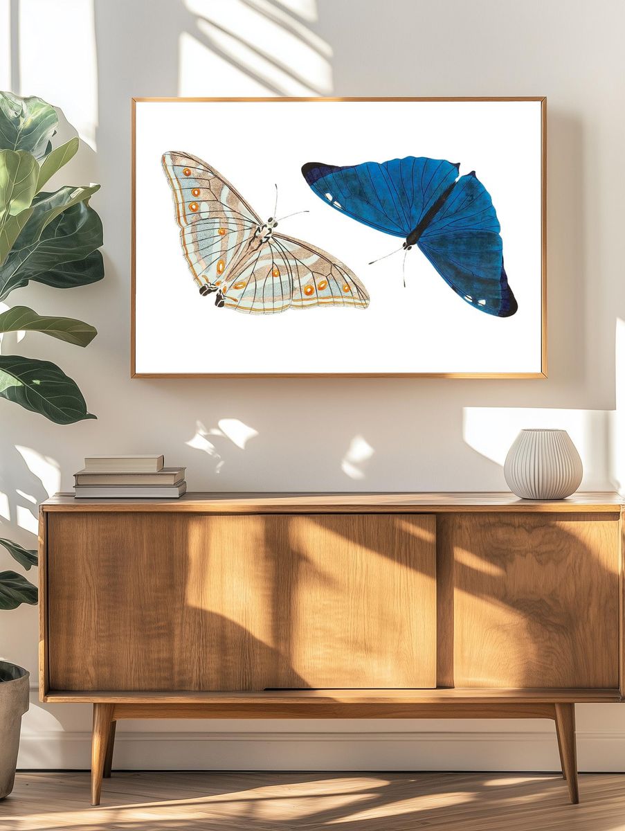 Adonis Bright-blue Butterfly illustration Naturalist's. — room view 3