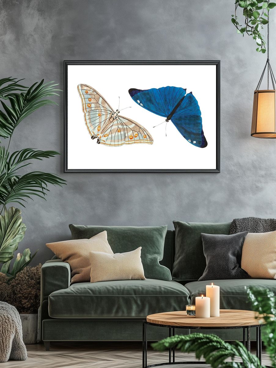 Adonis Bright-blue Butterfly illustration Naturalist's. — room view 4